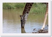 14SerengetiDayGameDrive - 068 * Masai Giraffe and Red-billed Oxpeckers.